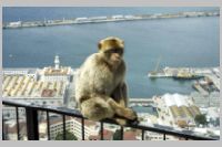 Barbary Macaque & Gibraltar Harbour in the Background