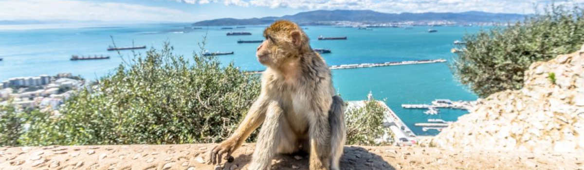 Barbary Macaque monkeys Gibraltar