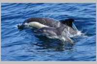 Gibraltar Dolphin Mum Junior