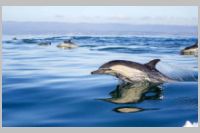 Gibraltar Dolphin Pod