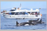 Orca Watching Boat Trip
